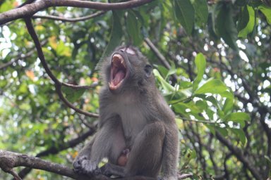 Кучинг: рай для смелых, где обезьяны — соседи, а еда под охраной ЮНЕСКО Кучинг: рай для смелых, где обезьяны — соседи, а еда под охраной ЮНЕСКО
