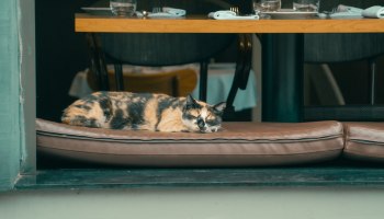 Звериный трэнд: в Завидово открылся первый pet-friendly апарт-отель с ценами от 10.5 тыс.₽